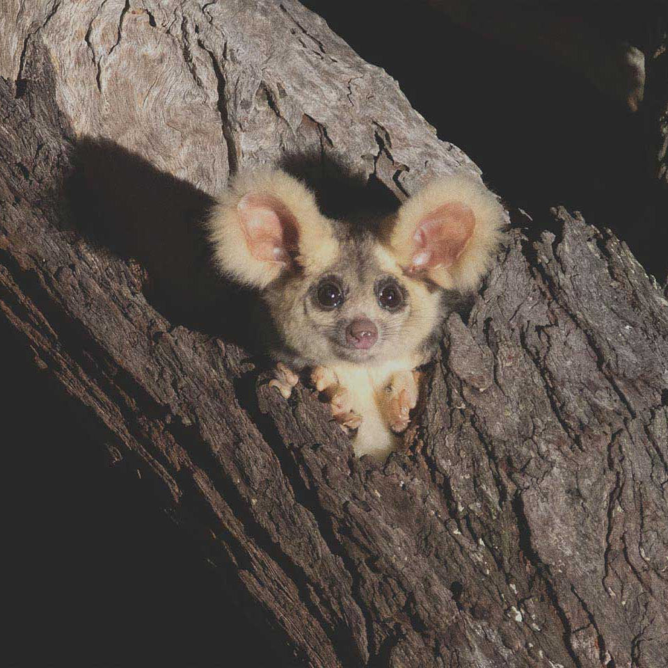 Save Australia's Wild Animals Advocacy